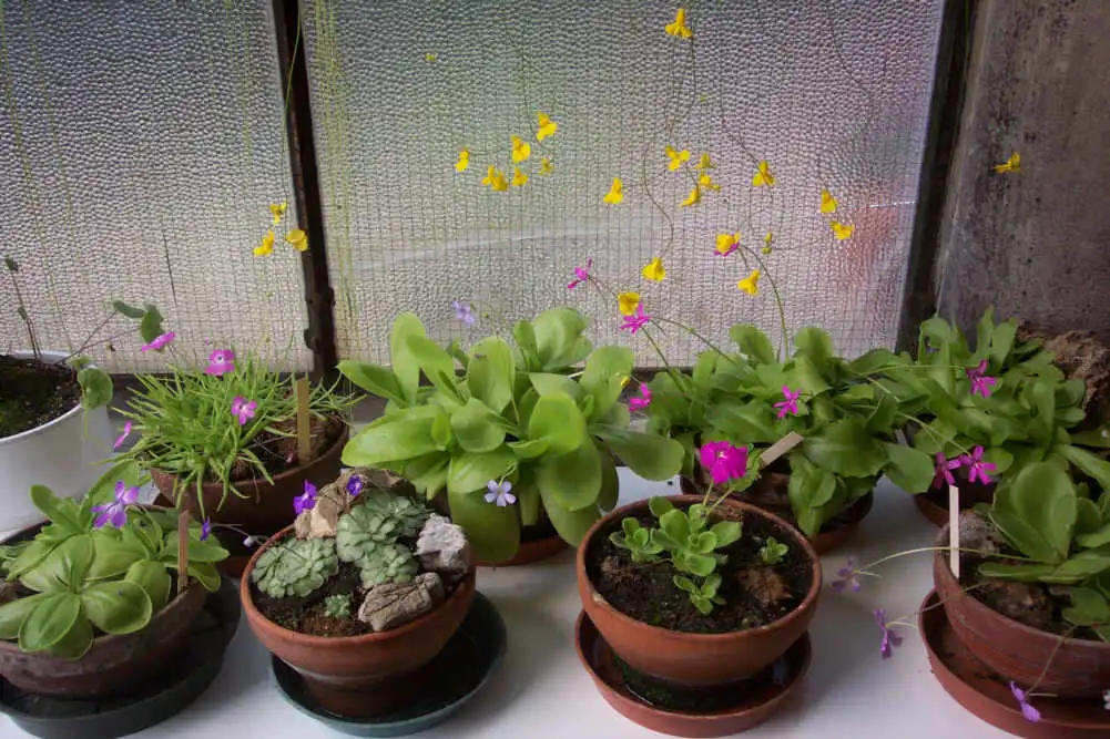 Cultivated Pinguicula plants growing in a private collection