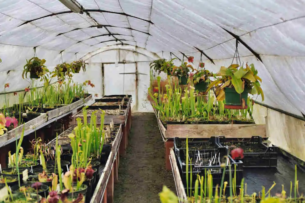 Greenhouse with Pinguicula and other carnivorous plants in cultivation