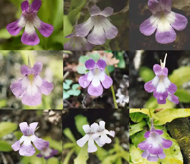 Comparison of Pinguicula flower variation