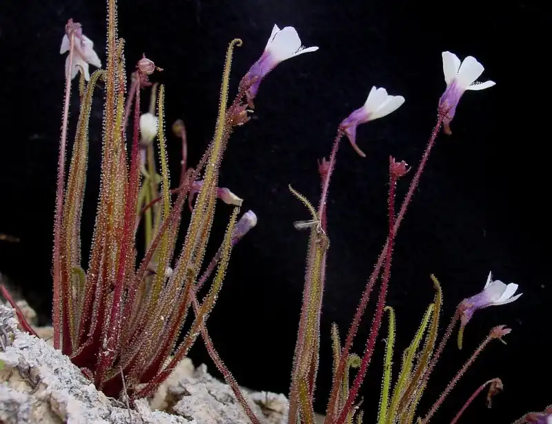 Pinguicula heterophylla in habatitat in Oaxaca, Mexico