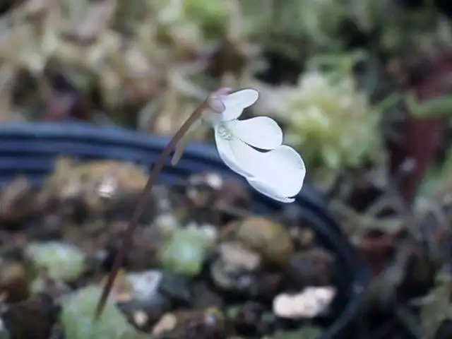 Pinguicula immaculata, one of the member of the Section Temnoceras.