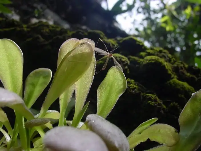 Pinguicula laxifolia plants in Tamaulipas, Mexico