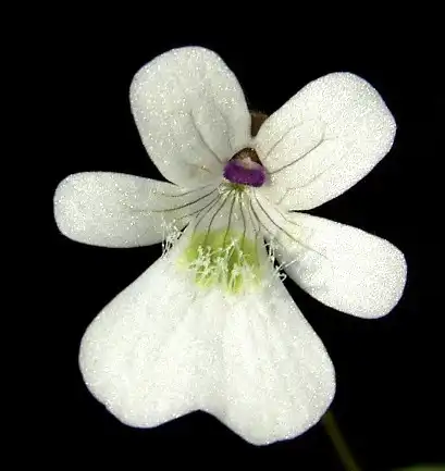 Pinguicula gracilis, one of the member of the Section Temnoceras.