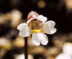 Pinguicula antarctica, one of the member of the Subsection alpiniformis.